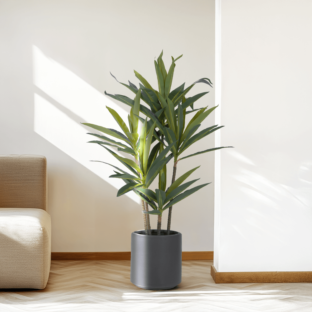 Dracaena