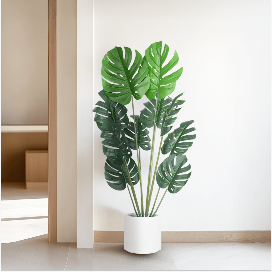 Monstera