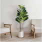 Fiddle Leaf Fig