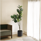 Fiddle Leaf Fig