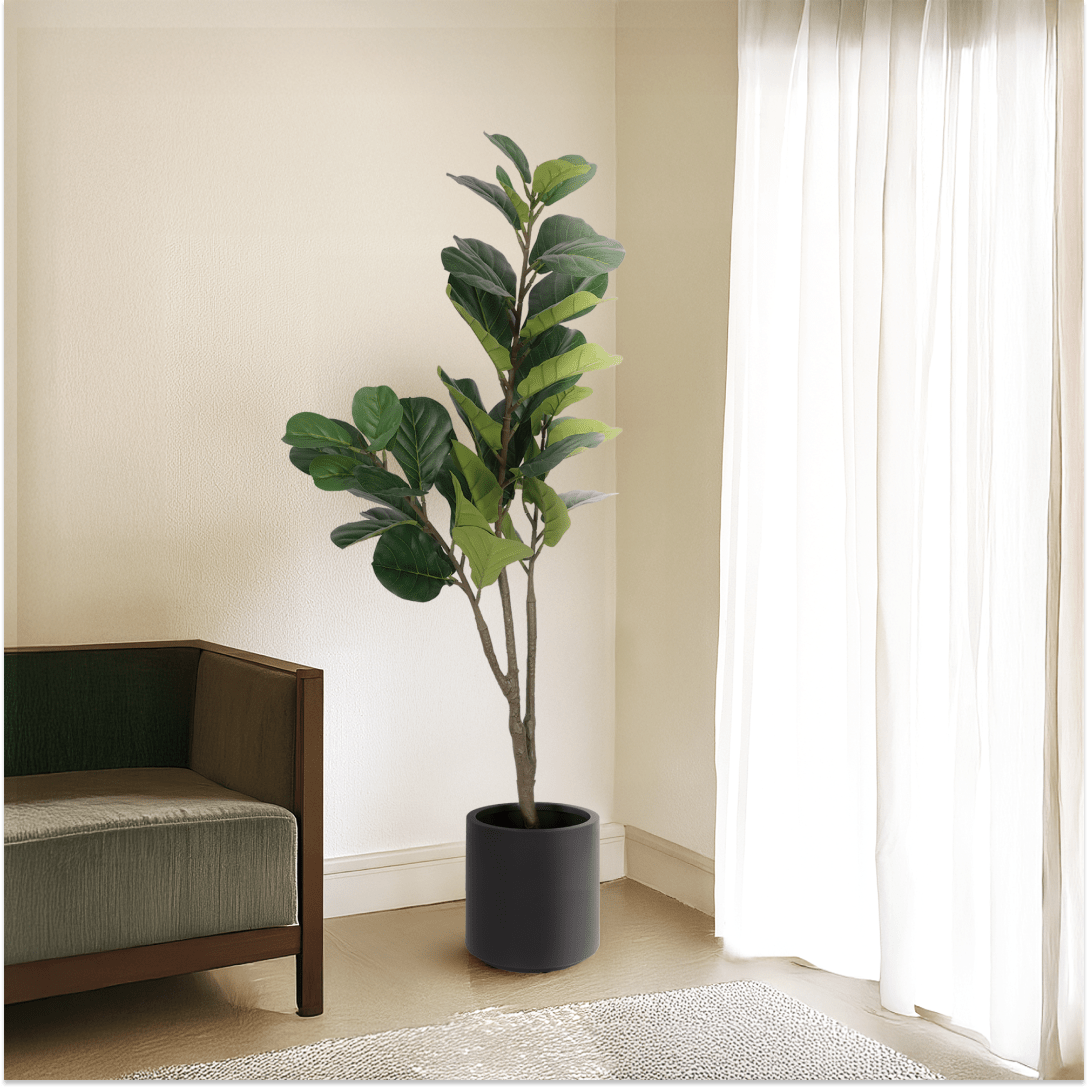 Fiddle Leaf Fig