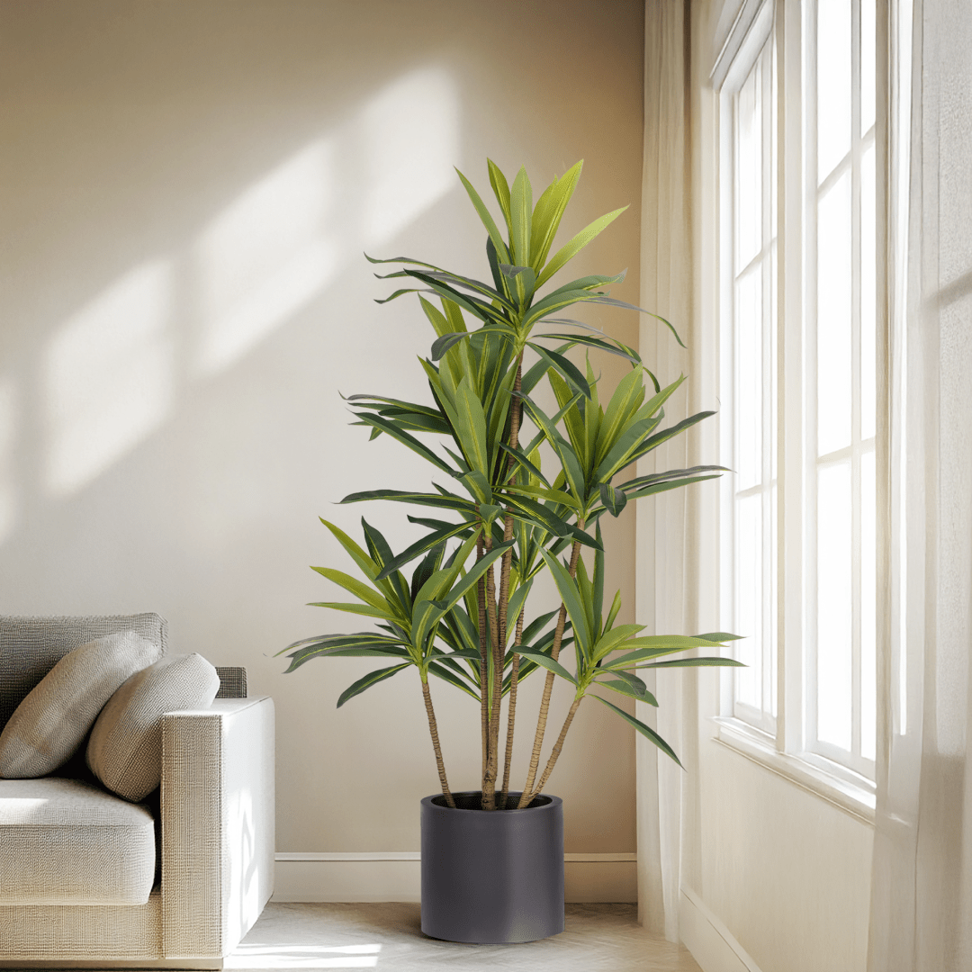 Dracaena