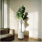 Fiddle Leaf Fig