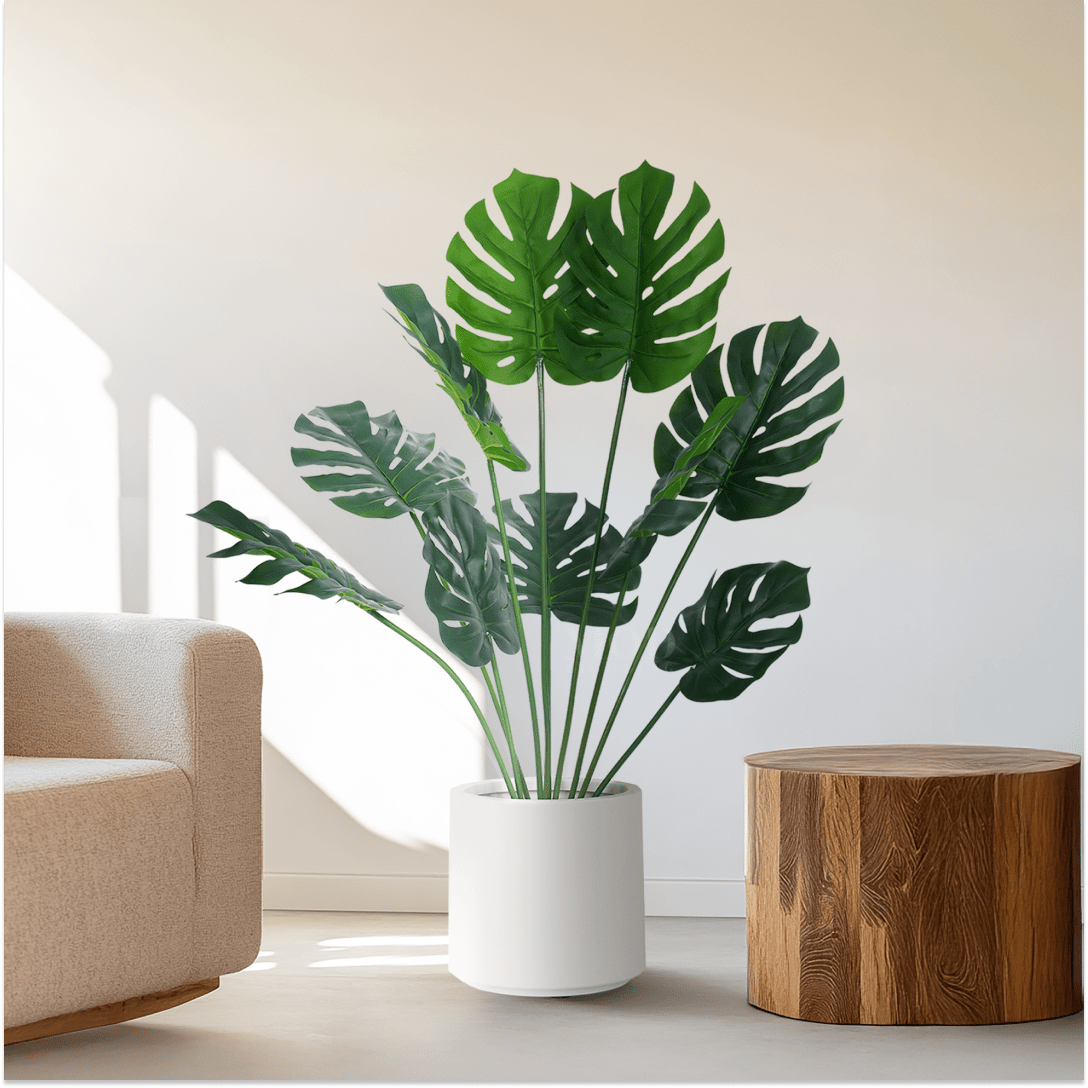 Monstera