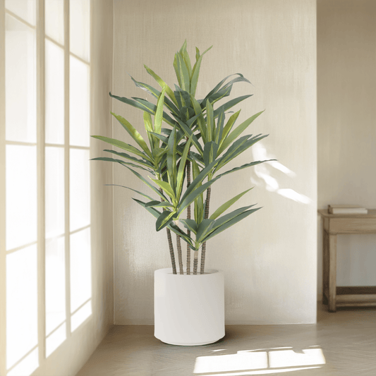 Dracaena