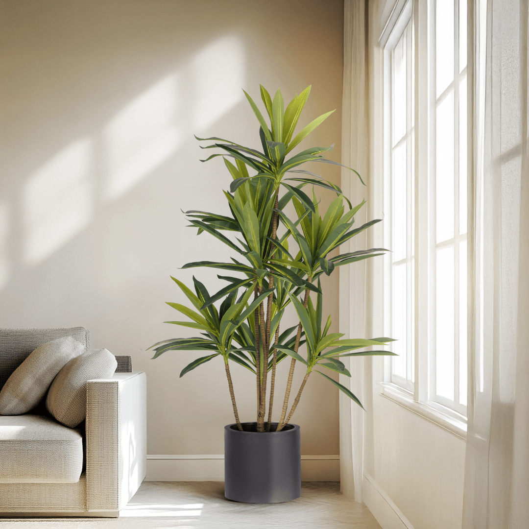 Dracaena