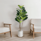 Fiddle Leaf Fig