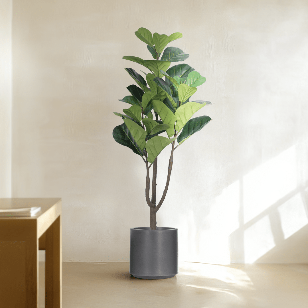 Fiddle Leaf Fig