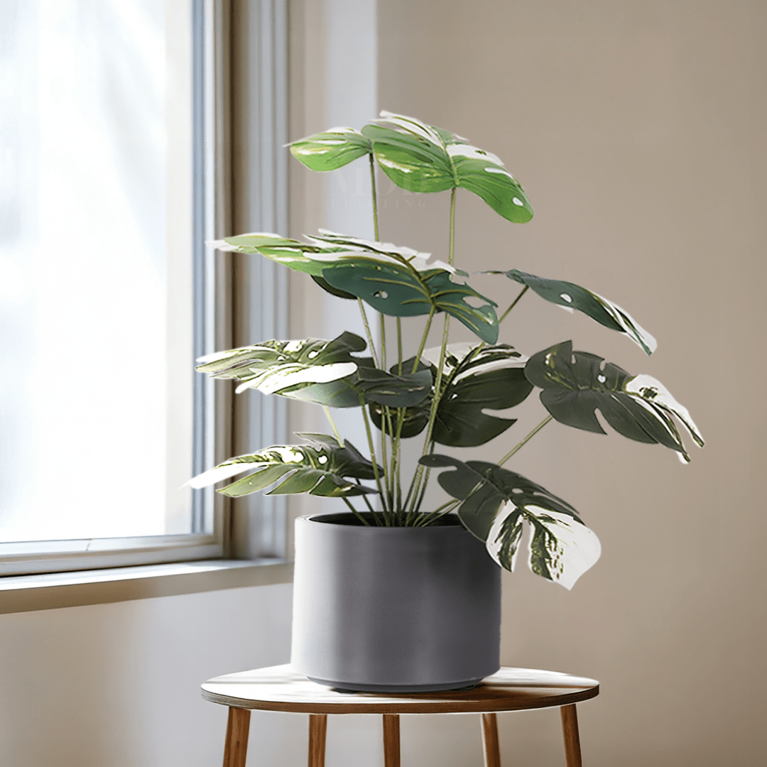 Monstera Albo
