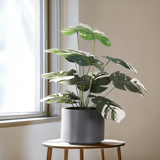 Monstera Albo